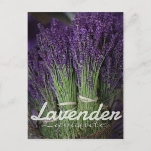 Lavender Bunch Postcard