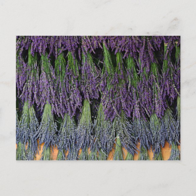 Lavender Bunches on a Drying Rack Postcard (Front)