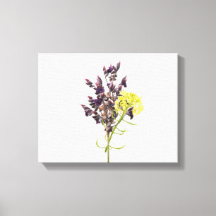 Lavender Canvas Print