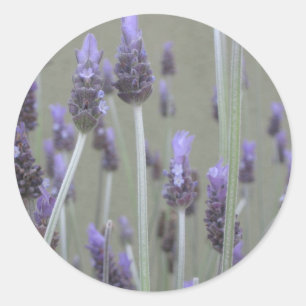 Lavender Classic Round Sticker