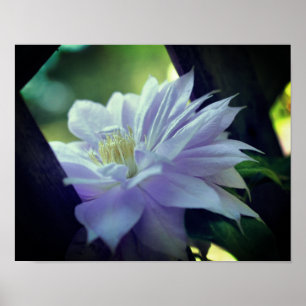 Lavender Clematis Flower Nestled In Trellis  Poster