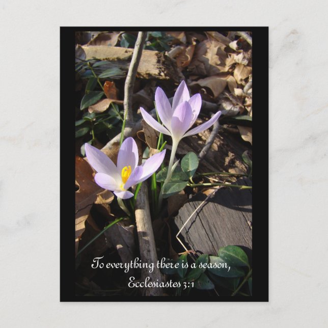 Lavender Crocus Postcard (Front)