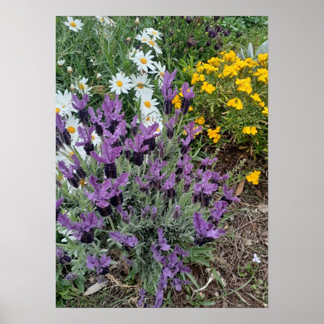 Lavender Daisy Purple Flower Garden Poster (Front)