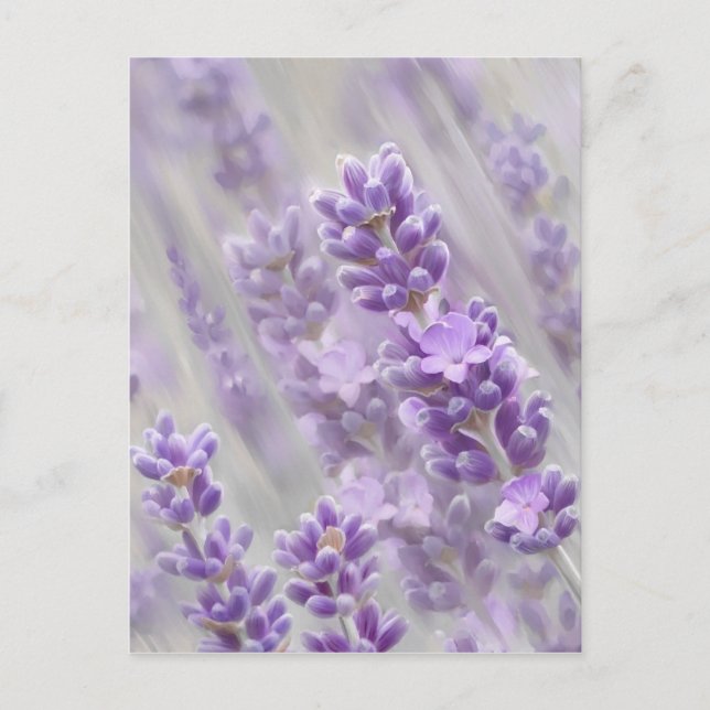 Lavender dreams. postcard (Front)
