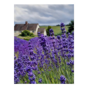 Lavender dreams poster