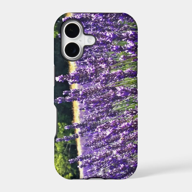 Lavender Farm (Back)