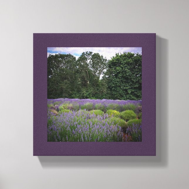 Lavender Farm Canvas Print (Front)