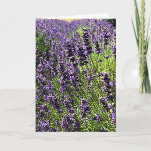 Lavender Farm Card