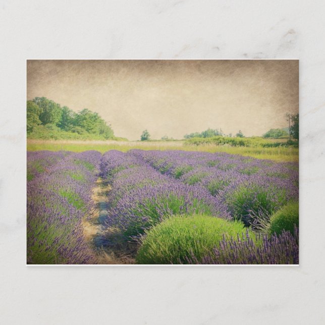 Lavender Farm - Distressed Postcard (Front)