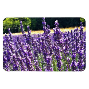 Lavender Farm Magnet