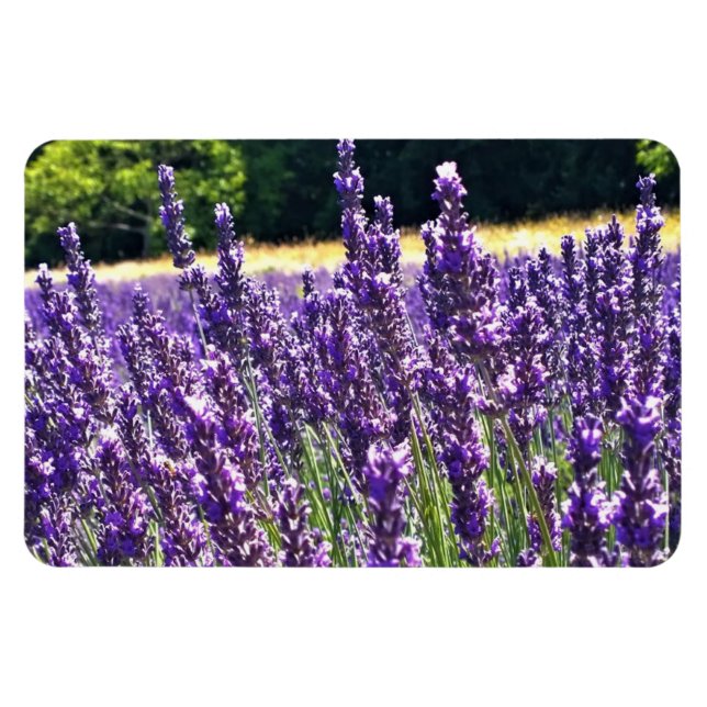 Lavender Farm Magnet (Horizontal)