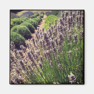 Lavender Farm Magnet