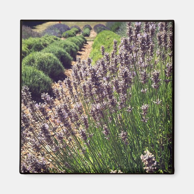 Lavender Farm Magnet (Front)