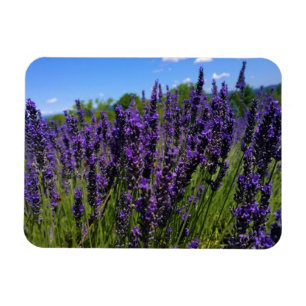 Lavender Farm Magnet
