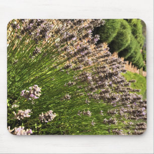 Lavender Farm Mouse Pad