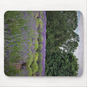 Lavender Farm Mouse Pad
