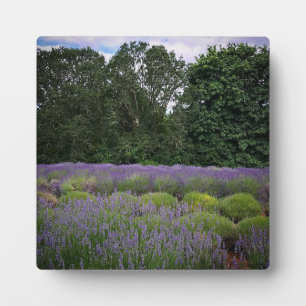 Lavender Farm Plaque