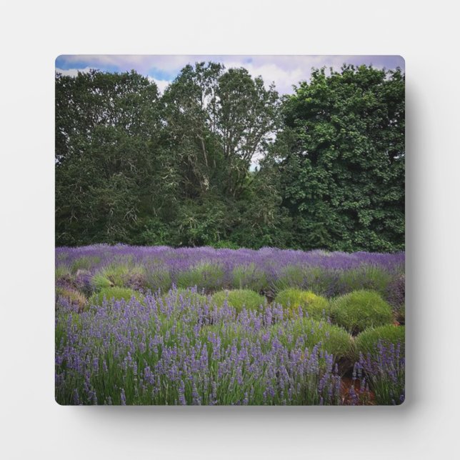 Lavender Farm Plaque (Front)