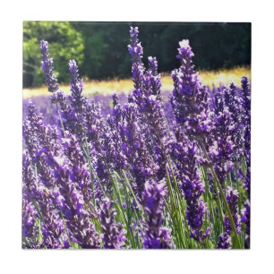 Lavender Farm Tile