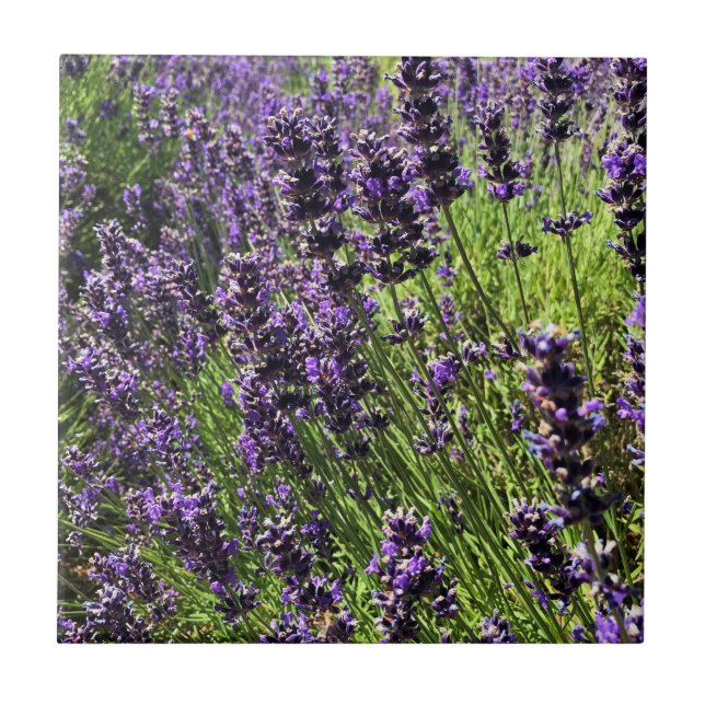 Lavender Farm Tile (Front)