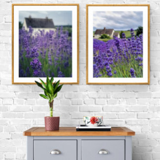 Lavender field