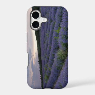 Lavender field at sunset