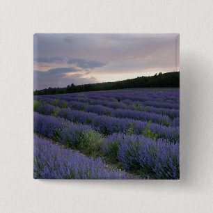 Lavender field at sunset 2 inch square button