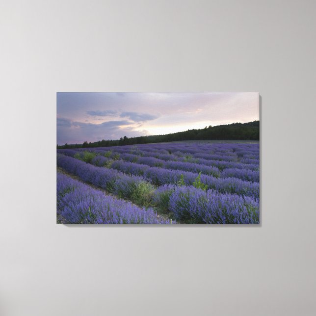 Lavender field at sunset canvas print (Front)