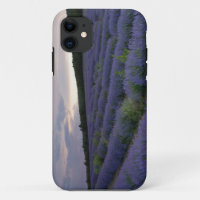 Lavender field at sunset