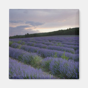 Lavender field at sunset magnet