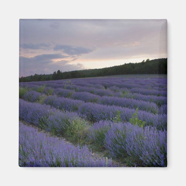 Lavender field at sunset magnet (Front)
