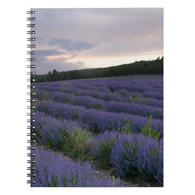 Lavender field at sunset notebook (Front)