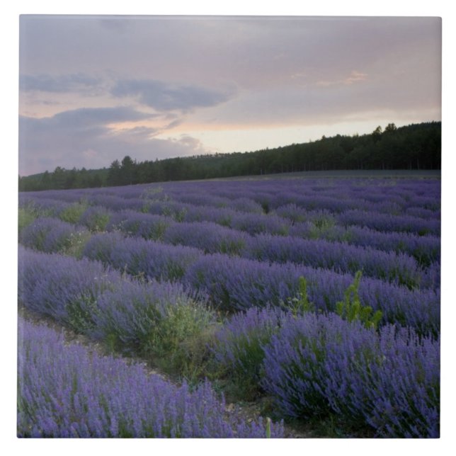 Lavender field at sunset tile (Front)