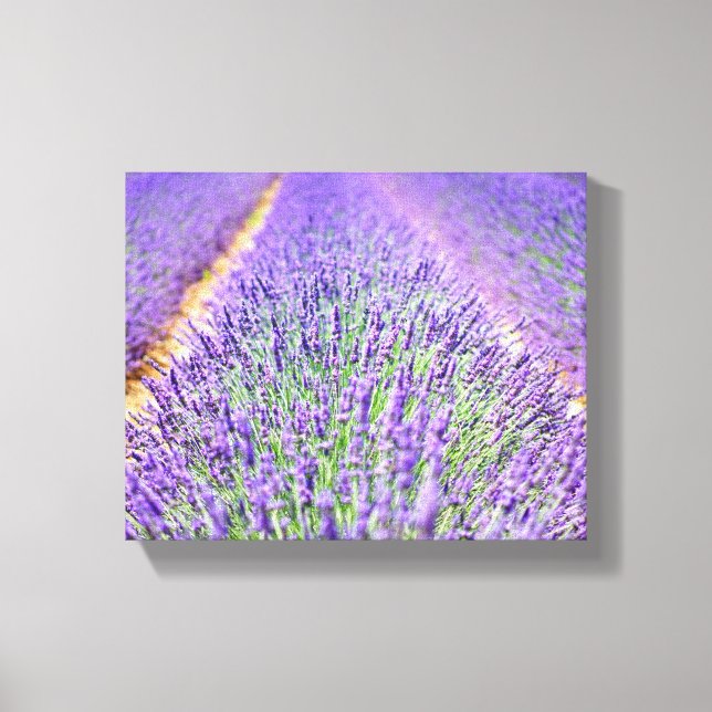 Lavender Field Canvas Print (Front)