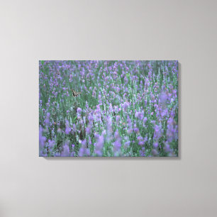 Lavender Field Canvas Print