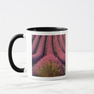 Lavender field in High Provence, France 2 Mug