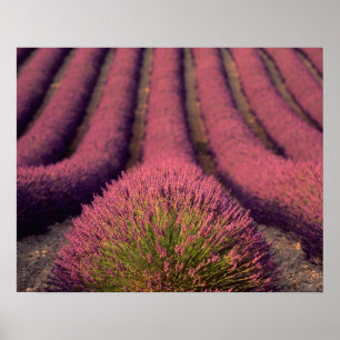 Lavender field in High Provence, France 2 Poster