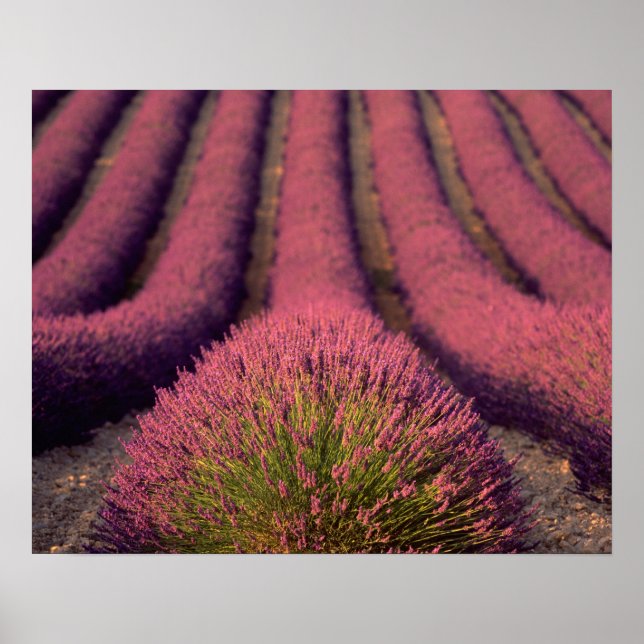 Lavender field in High Provence, France 2 Poster (Front)
