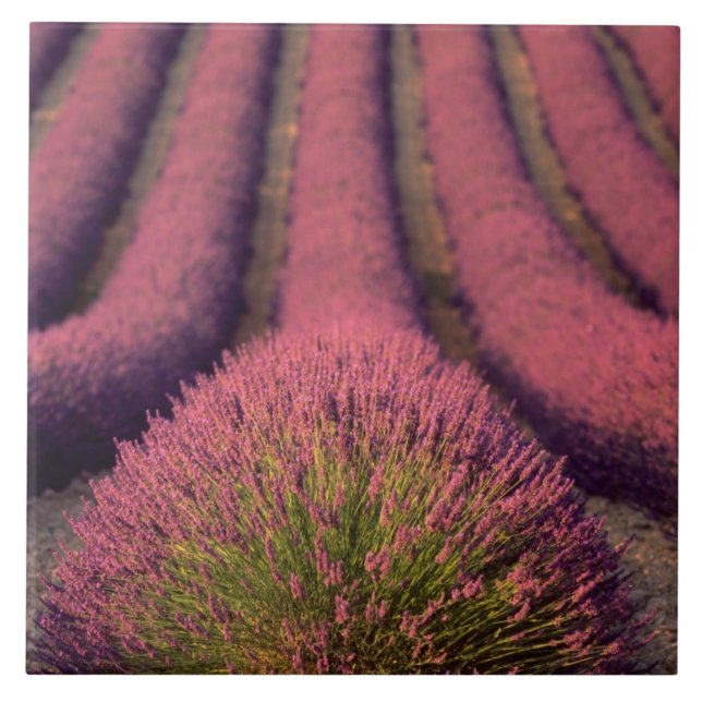 Lavender field in High Provence, France 2 Tile (Front)