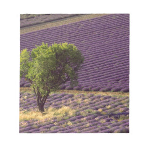 Lavender field in High Provence, France Notepad