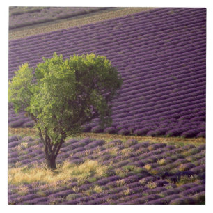 Lavender field in High Provence, France Tile