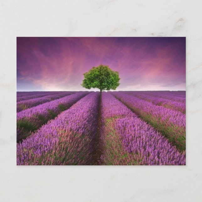 Lavender Field Landscape Summer Sunset Postcard (Front)