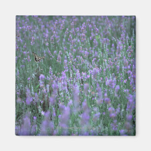Lavender Field Magnet
