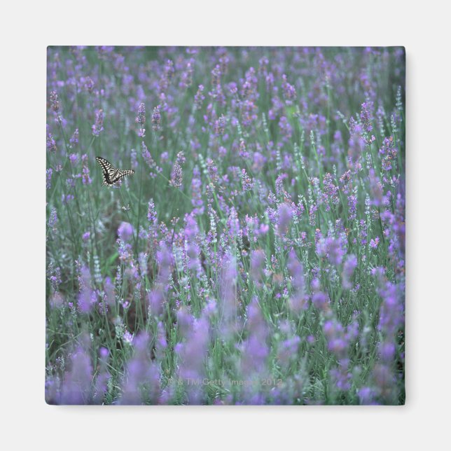 Lavender Field Magnet (Front)