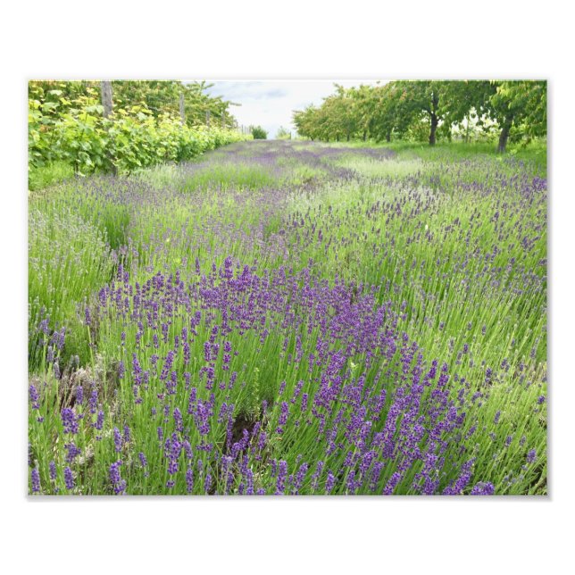 Lavender Field Photo Art (Front)
