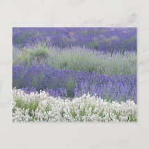 Lavender Field Postcard