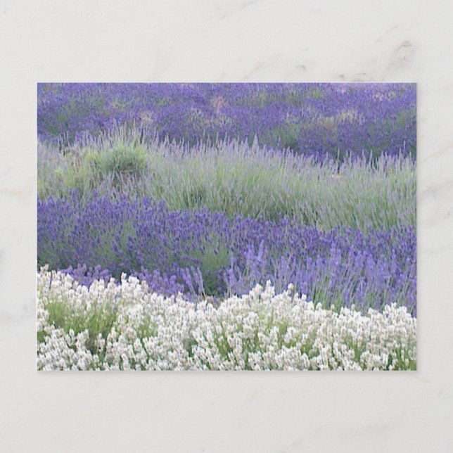 Lavender Field Postcard (Front)
