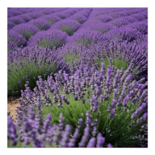 lavender field poster
