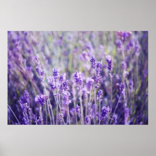 Lavender Field Poster