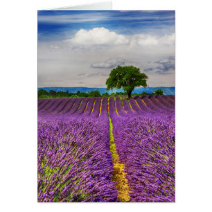 Lavender Field scenic, France